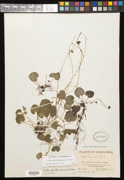 Image of <i>Viola guatemalensis</i> W. Becker