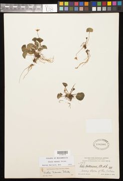 Image of <i>Viola nannei</i> Polak.