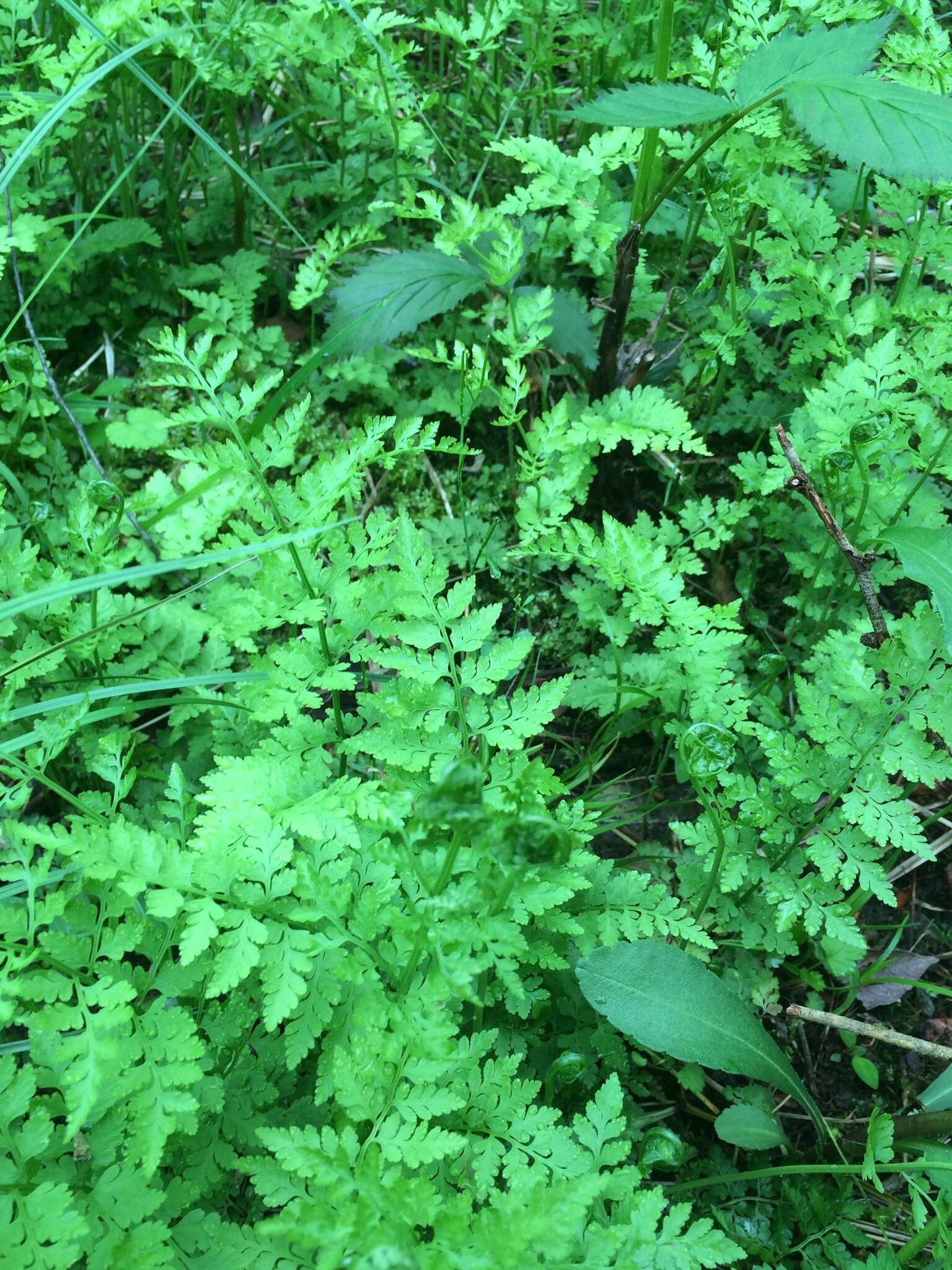 Image of lowland bladderfern