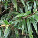 Image of Columnea purpusii Standl.