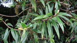 Image of Columnea purpusii Standl.