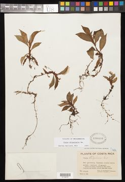 Image of <i>Viola stipularis</i> Sw.