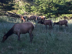 Image of North American elk