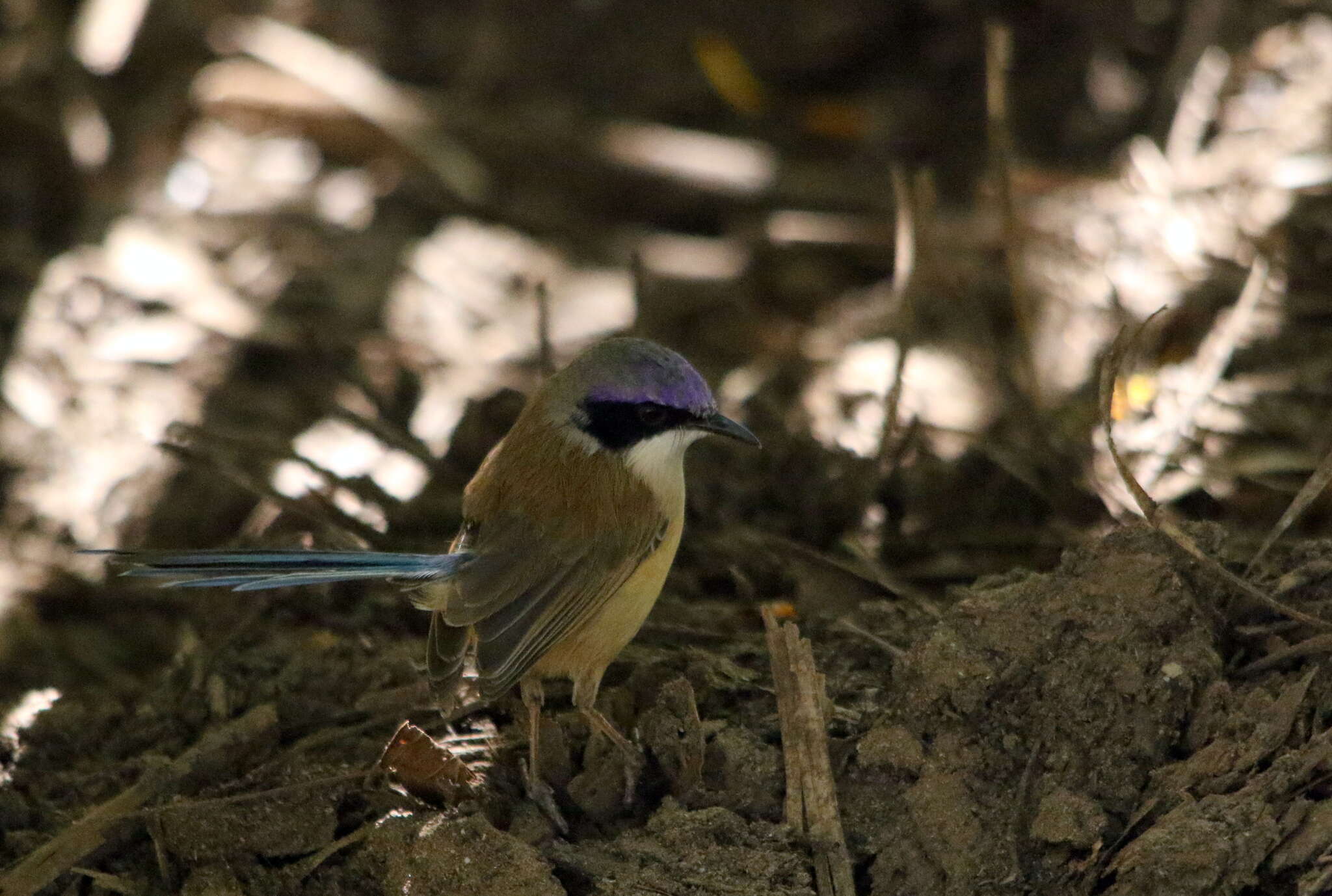 Image of Lilac-crowned Wren