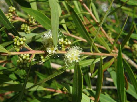 Image of Callistemon lanceolatus (Sm.) Sweet