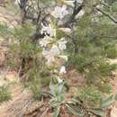 Image of handsome beardtongue