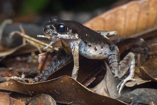 Image of Gracile Litter Frog