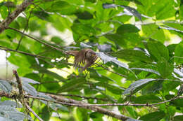 Image of Yellow-whiskered Greenbul