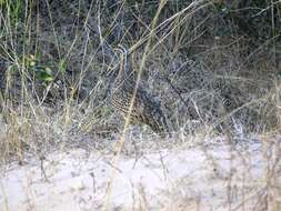 Image of Quebracho Crested Tinamou