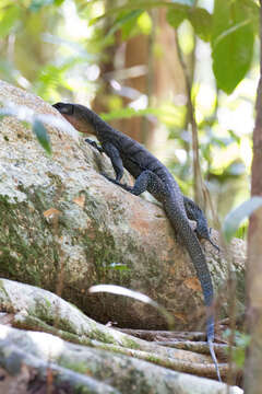 Image of Peach-throated Monitor