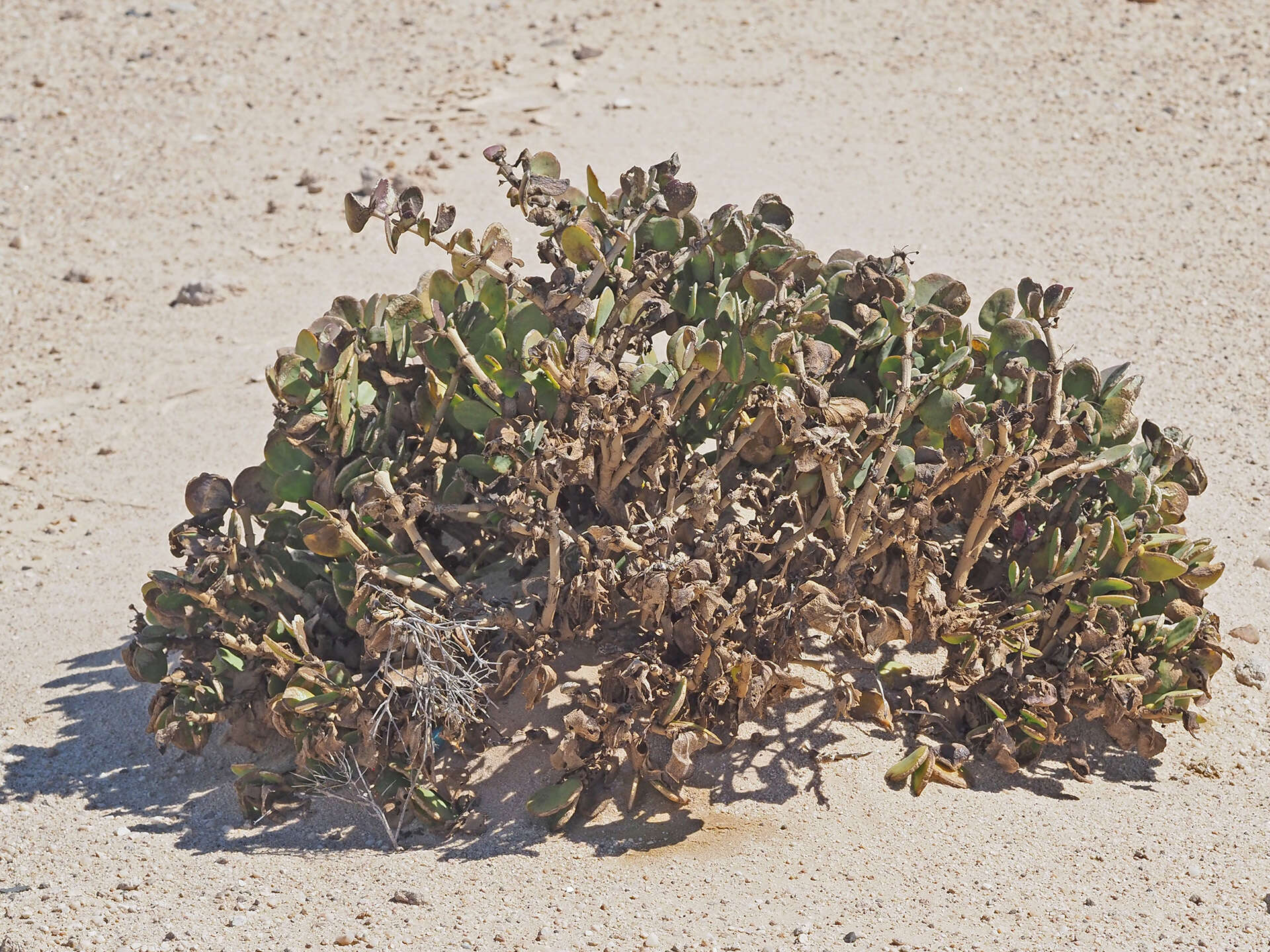 Image of Tetraena stapfii (Schinz) Beier & Thulin