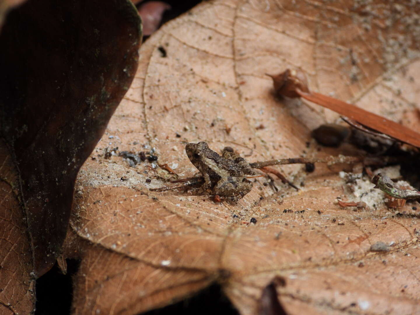 Imagem de Phrynobatrachus phyllophilus Rödel & Ernst 2002