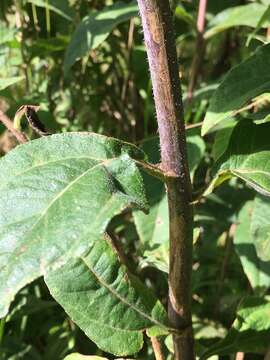 Image of resindot sunflower