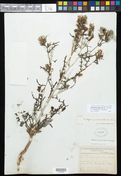 Image of <i>Mentzelia lagarosa</i> (K. H. Thorne) J. J. Schenk & L. Hufford