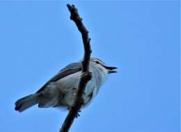 Image of <i>Fraseria <i>caerulescens</i></i> caerulescens