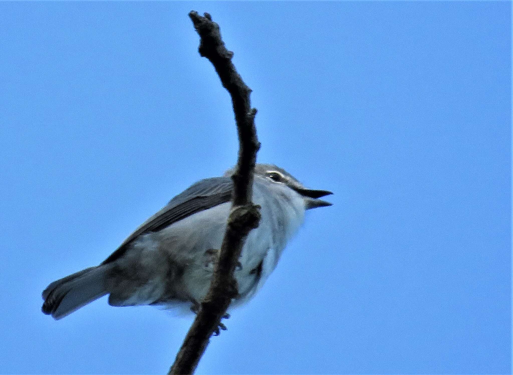 Image of <i>Fraseria <i>caerulescens</i></i> caerulescens