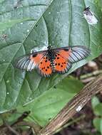 Image de Acraea iturina Grose-Smith 1890