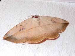 Image of Hypopyra vespertilio Fabricius 1787