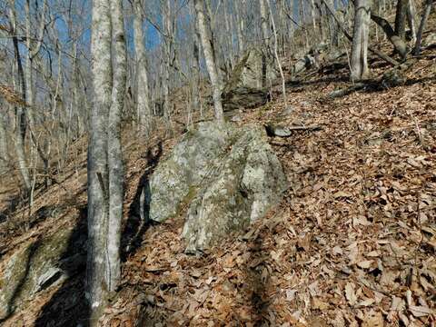 Image of big map lichen