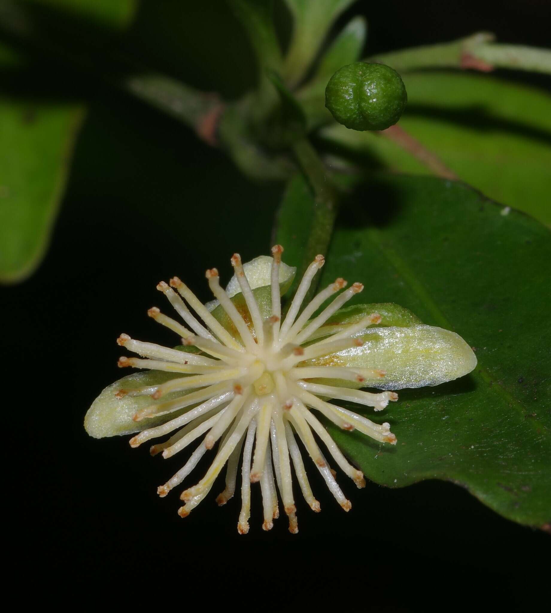 Image of Tovomita fructipendula (Ruiz & Pav.) Cambess.