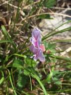 Cytisus purpureus Scop.的圖片