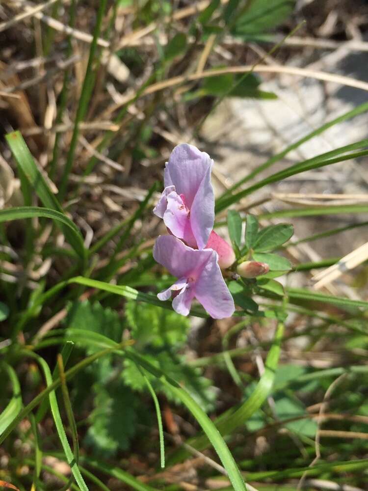 Cytisus purpureus Scop.的圖片