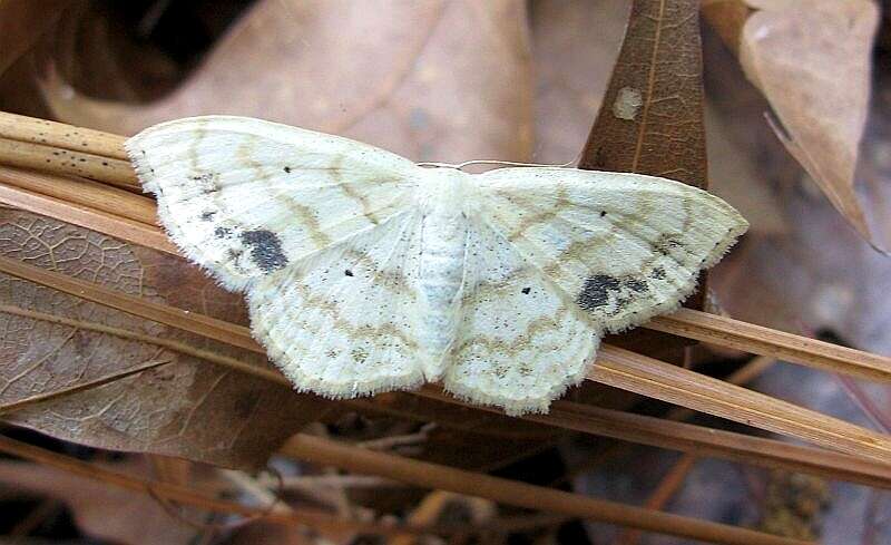 Image of Large Lace-border