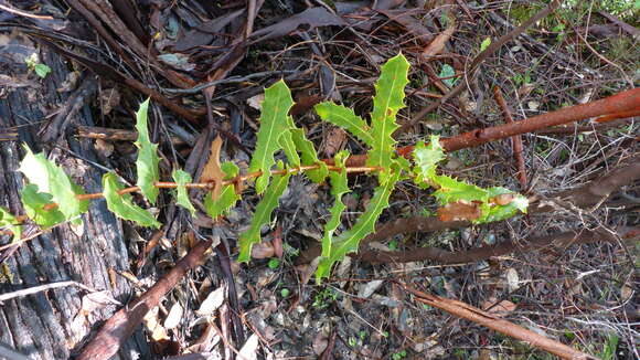 Image of Hakea amplexicaulis R. Br.