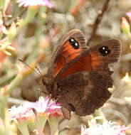 Image de Tarsocera fulvina Vári 1971