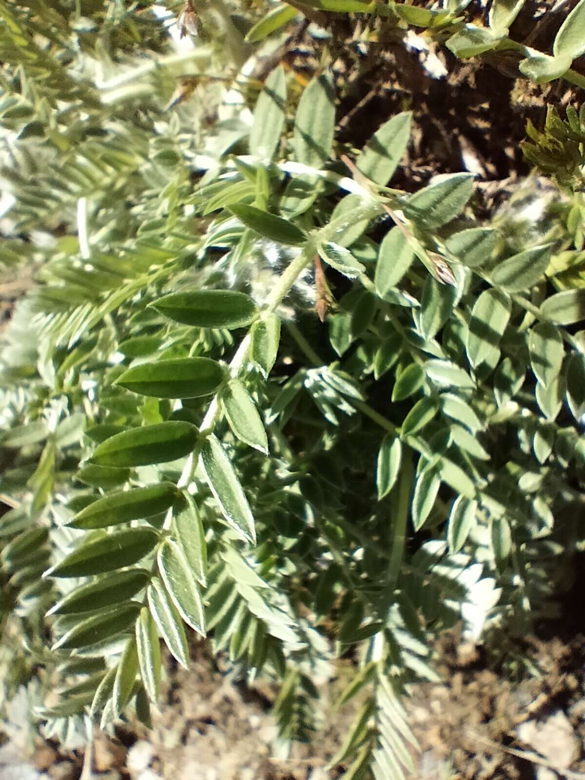 Plancia ëd Oxytropis halleri Koch