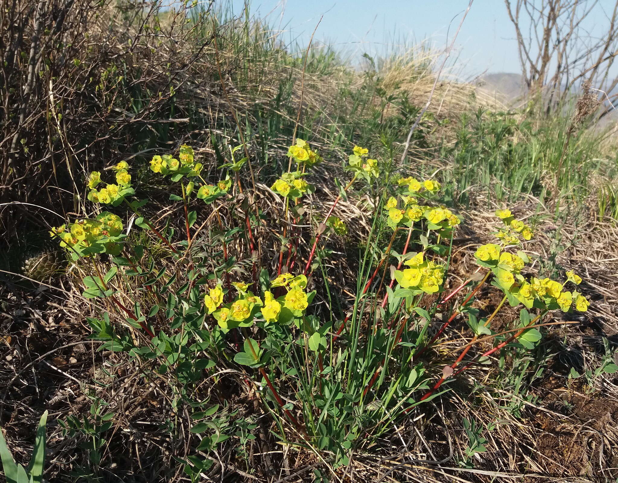 Слика од Euphorbia altaica Ledeb.