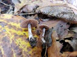 Image of Cortinarius ferrugineovelatus Kytöv., Liimat. & Niskanen 2014