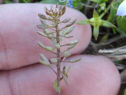 صورة Draba brachycarpa Nutt.