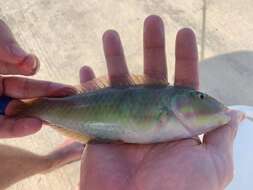 Image of Black-ear wrasse