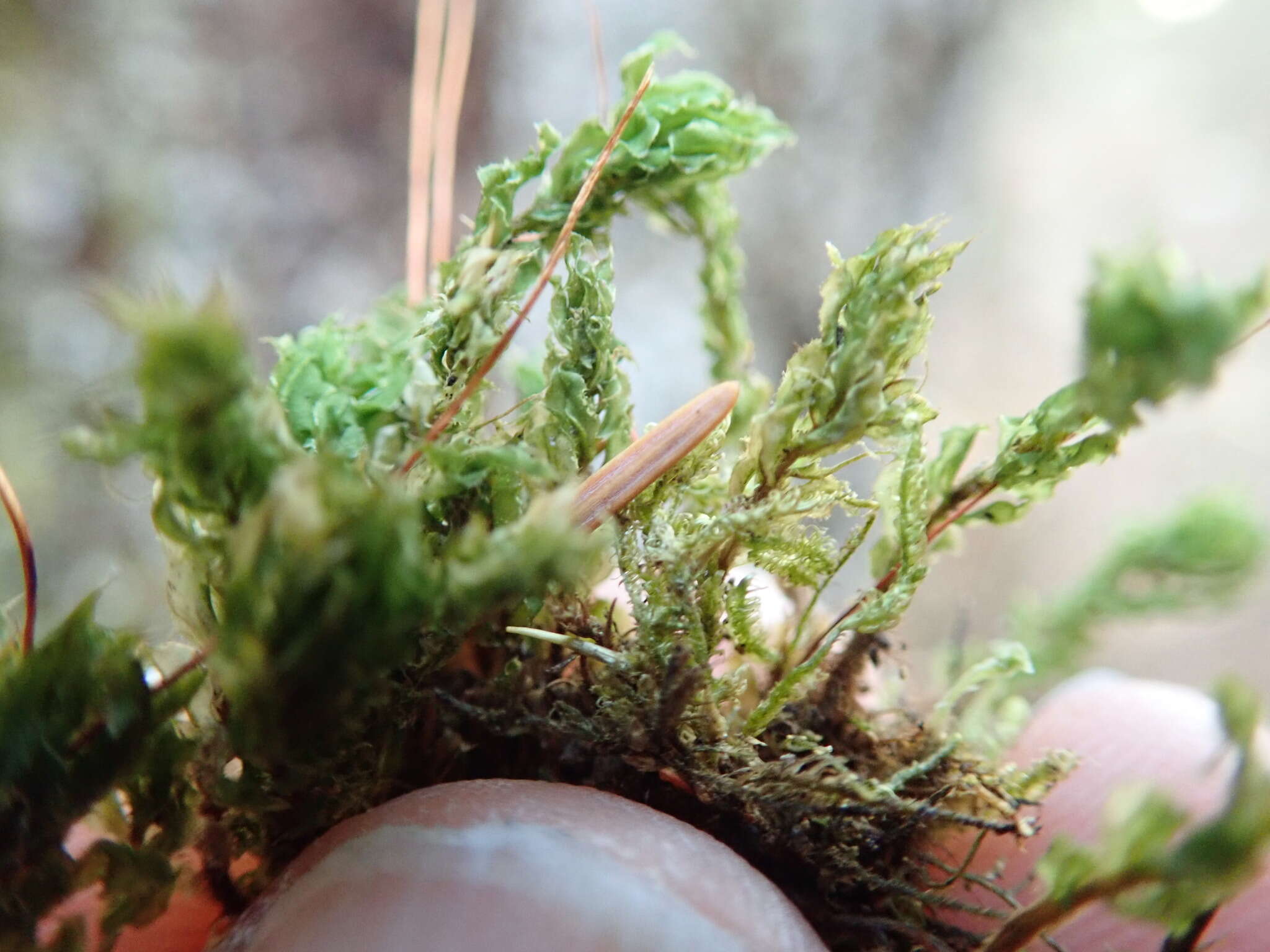 Image of plagiomnium moss