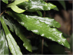 Image of Asplenium griffithianum Hook.