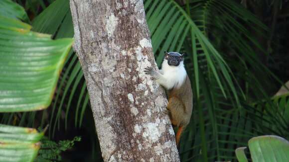 Image of Brazilian Bare-faced Tamarin