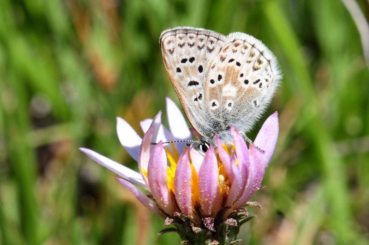 Image of Agriades podarce