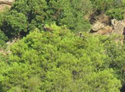 Image of Spanish Imperial Eagle