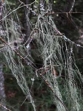 Imagem de Usnea cavernosa Tuck.