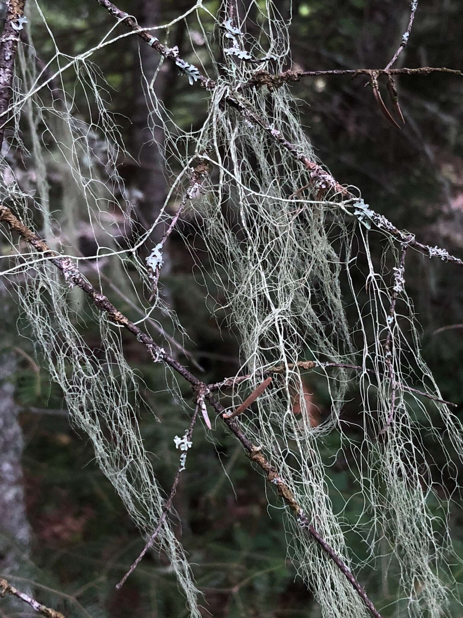 Image of cavern beard lichen