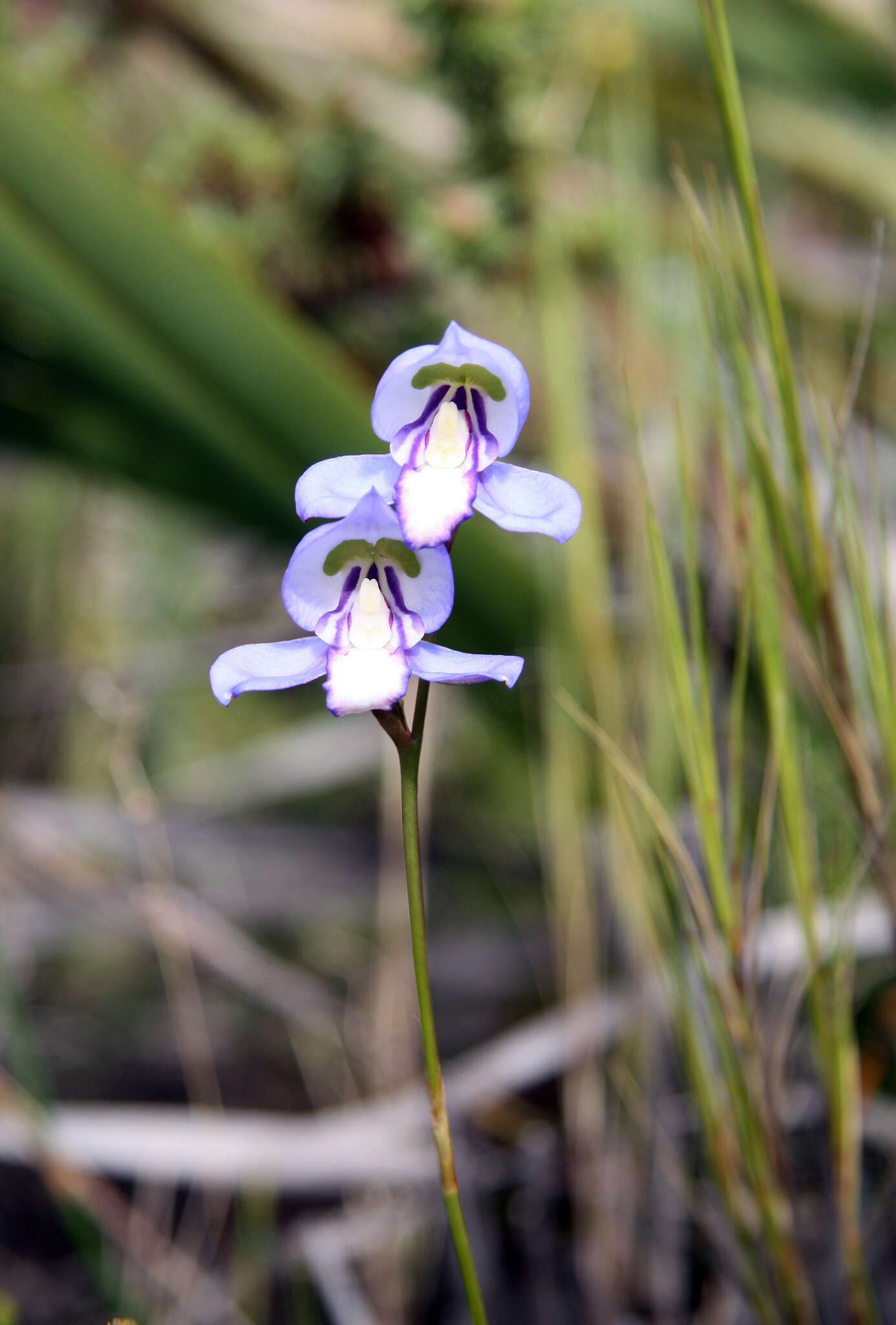 Disa graminifolia Ker Gawl. ex Spreng. resmi