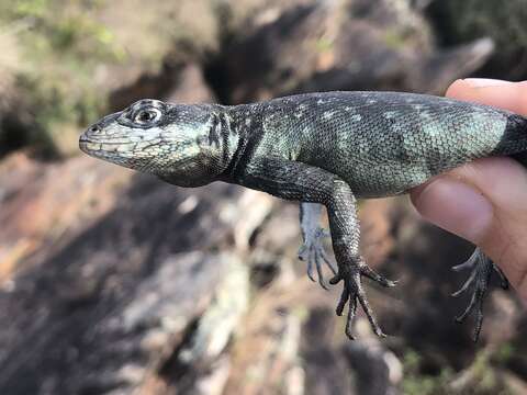 Tropidurus montanus Rodrigues 1987的圖片