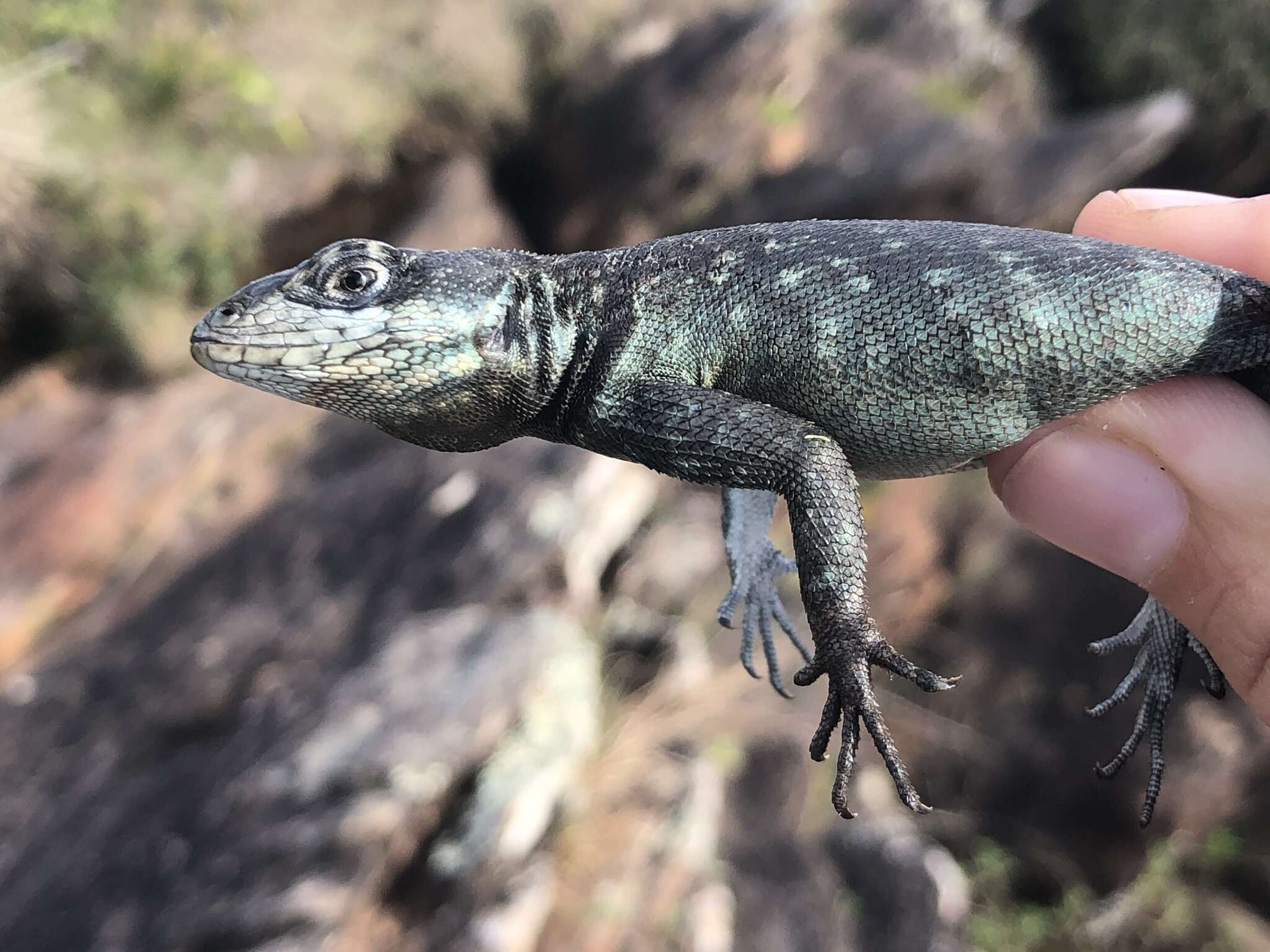 Слика од Tropidurus montanus Rodrigues 1987