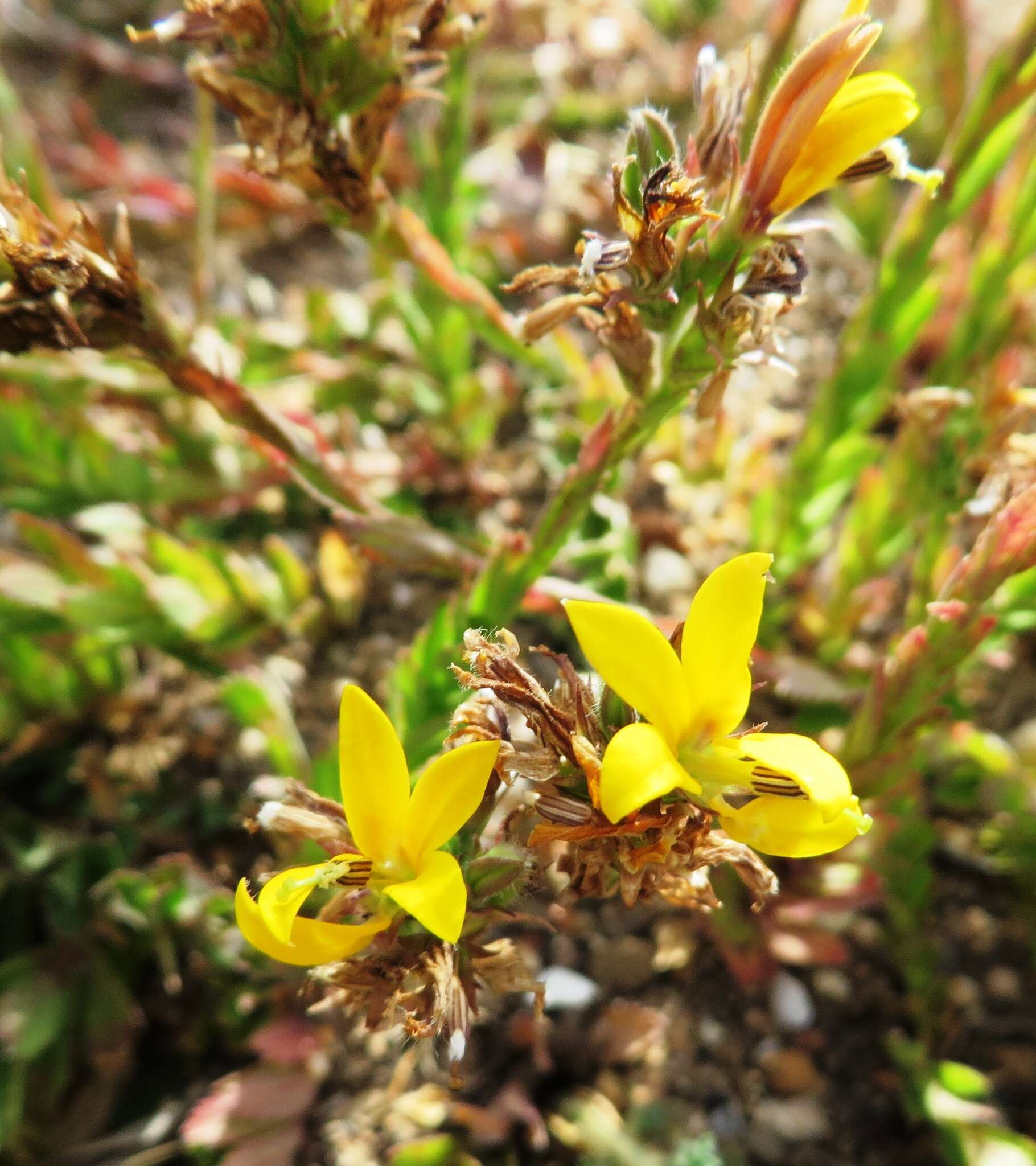 Image of Monopsis lutea (L.) Urb.