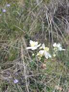 Imagem de Thalictrum tuberosum L.