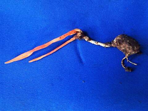 Image of <i>Cordyceps nidus</i>