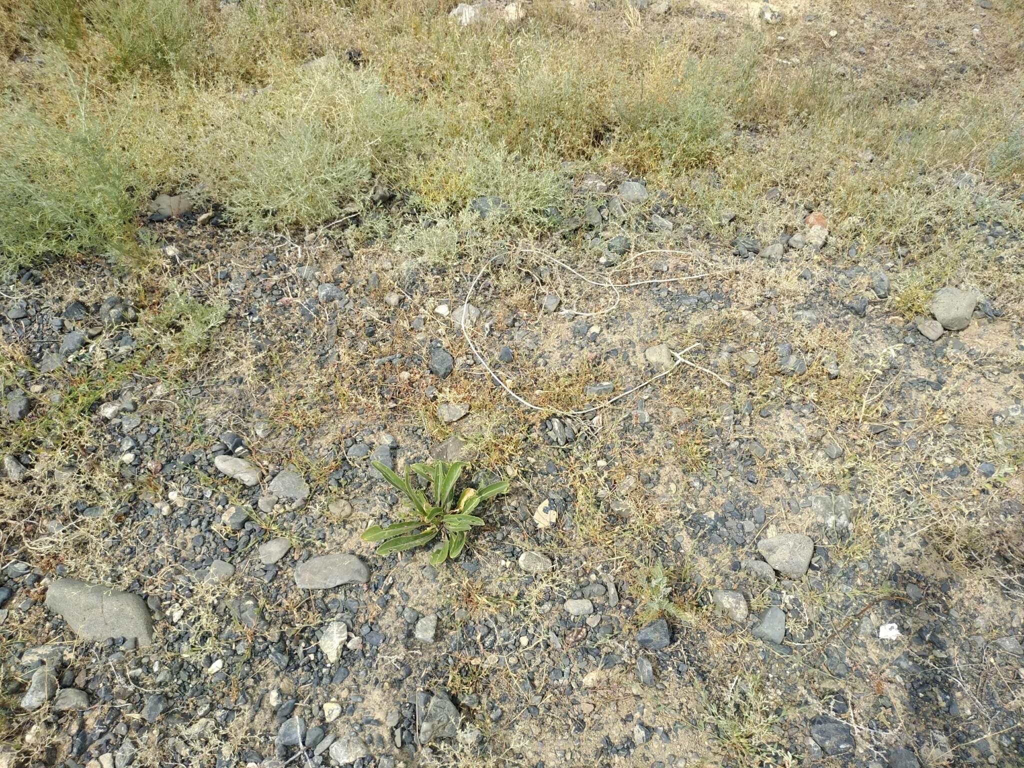 Image of Brassica elongata subsp. integrifolia (Boiss.) Breistr.