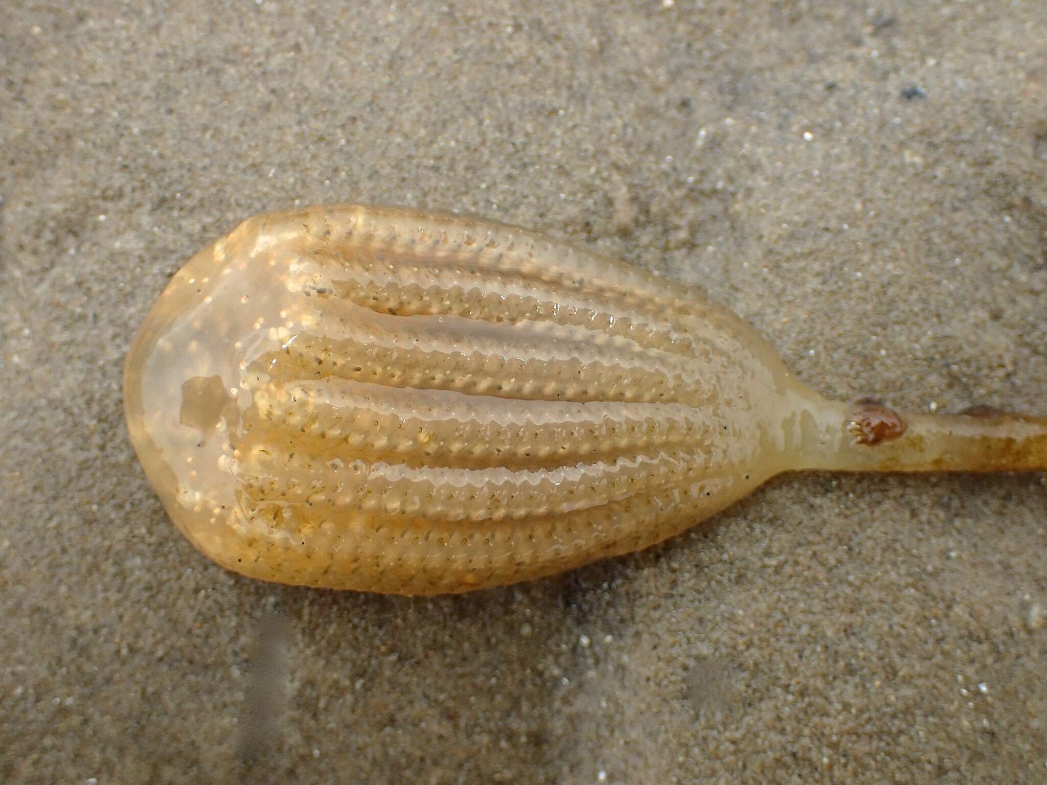 Image of Sycozoa pulchra (Herdman 1886)