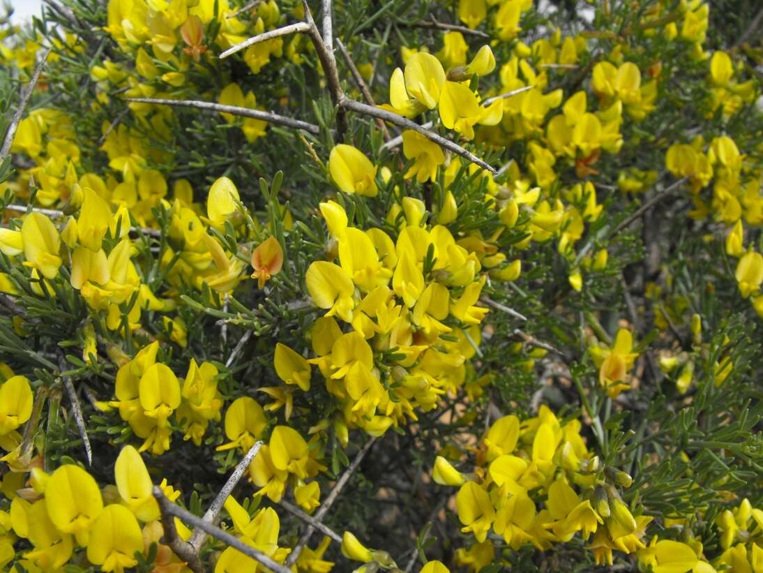 Image of <i>Calobota angustifolia</i>